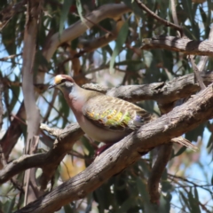 Phaps chalcoptera (Common Bronzewing) at Campbell, ACT - 26 Nov 2022 by MatthewFrawley