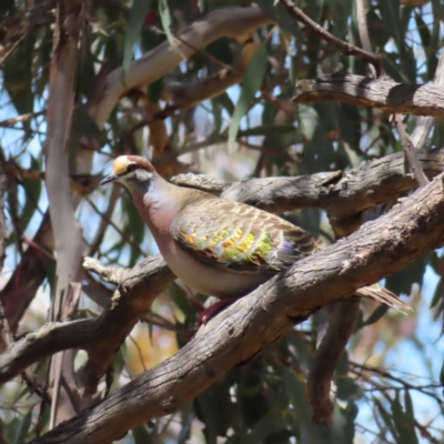 Phaps chalcoptera (Common Bronzewing) at Campbell, ACT - 26 Nov 2022 by MatthewFrawley