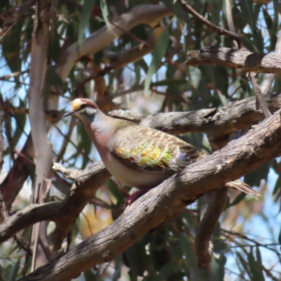 Phaps chalcoptera (Common Bronzewing) at Campbell, ACT - 26 Nov 2022 by MatthewFrawley