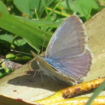 Zizina otis (Common Grass-Blue) at Bimberi Nature Reserve - 26 Nov 2022 by Christine