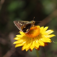 Trapezites luteus (Yellow Ochre, Rare White-spot Skipper) at Campbell, ACT - 26 Nov 2022 by MatthewFrawley