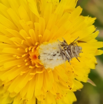 Heliocosma argyroleuca (A tortrix or leafroller moth) at Jerrabomberra, ACT - 26 Nov 2022 by Mike