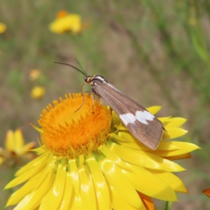 Nyctemera amicus at Campbell, ACT - 26 Nov 2022 02:08 PM