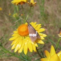 Nyctemera amicus at Campbell, ACT - 26 Nov 2022 02:08 PM