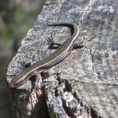 Pseudemoia spenceri (Spencer's Skink) at Cotter River, ACT - 26 Nov 2022 by Christine