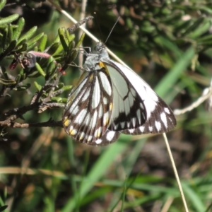 Belenois java at Cotter River, ACT - 26 Nov 2022