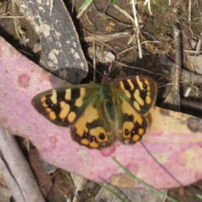 Argynnina cyrila (Forest brown, Cyril's brown) at Cotter River, ACT - 25 Nov 2022 by Christine