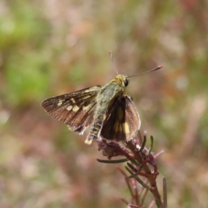 Trapezites luteus at Campbell, ACT - 26 Nov 2022