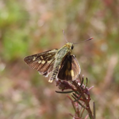 Trapezites luteus (Yellow Ochre, Rare White-spot Skipper) at Campbell, ACT - 26 Nov 2022 by MatthewFrawley