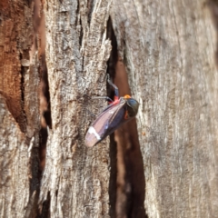 Eurymeloides lineata (Lined gumtree hopper) at Kambah, ACT - 26 Nov 2022 by MatthewFrawley