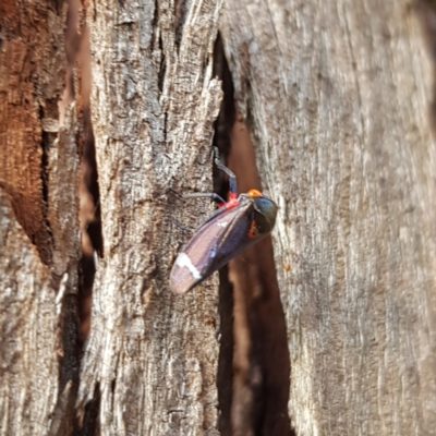 Eurymeloides minuta (Gumtree leafhopper) at Kambah, ACT - 26 Nov 2022 by MatthewFrawley