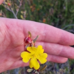 Hibbertia obtusifolia (Grey Guinea-flower) at Bungendore, NSW - 26 Nov 2022 by clarehoneydove