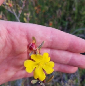 Hibbertia obtusifolia at Bungendore, NSW - 26 Nov 2022 07:47 PM