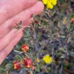 Hibbertia obtusifolia at Bungendore, NSW - 26 Nov 2022 07:47 PM