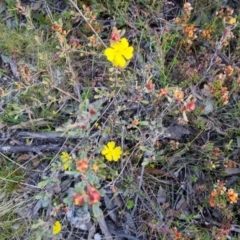 Hibbertia obtusifolia at Bungendore, NSW - 26 Nov 2022