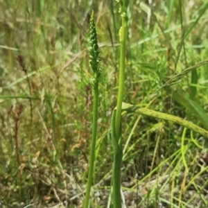 Microtis unifolia at Richardson, ACT - 27 Nov 2022