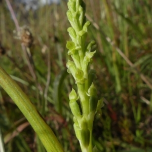 Microtis unifolia at Richardson, ACT - 27 Nov 2022