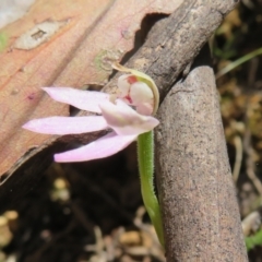 Caladenia carnea at Cotter River, ACT - suppressed