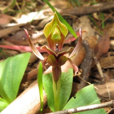 Chiloglottis valida (Large Bird Orchid) at Cotter River, ACT - 26 Nov 2022 by Christine