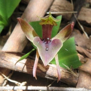 Chiloglottis valida at Cotter River, ACT - suppressed