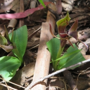 Chiloglottis valida at Cotter River, ACT - 26 Nov 2022