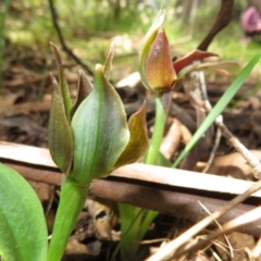 Chiloglottis valida at Cotter River, ACT - suppressed