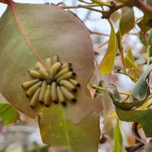 Paropsisterna cloelia at Symonston, ACT - 27 Nov 2022