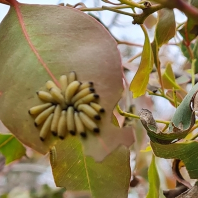 Paropsisterna cloelia (Eucalyptus variegated beetle) at Symonston, ACT - 27 Nov 2022 by Mike
