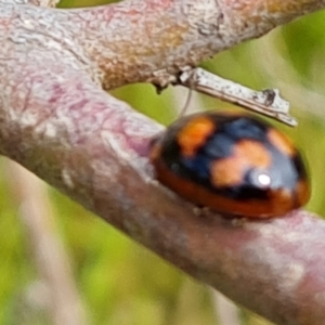 Paropsisterna beata at Symonston, ACT - 27 Nov 2022