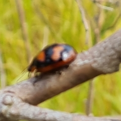 Paropsisterna beata at Symonston, ACT - 27 Nov 2022 10:42 AM