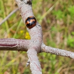 Paropsisterna beata at Symonston, ACT - 27 Nov 2022