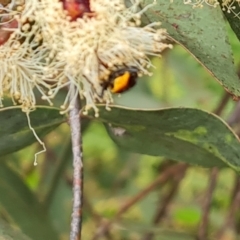 Chauliognathus lugubris (Plague Soldier Beetle) at Symonston, ACT - 27 Nov 2022 by Mike