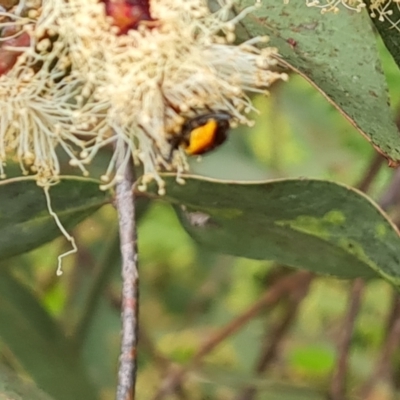 Chauliognathus lugubris (Plague Soldier Beetle) at Symonston, ACT - 27 Nov 2022 by Mike