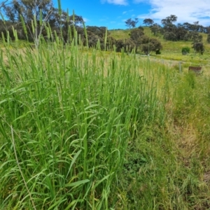 Phalaris aquatica at Symonston, ACT - 27 Nov 2022 10:29 AM