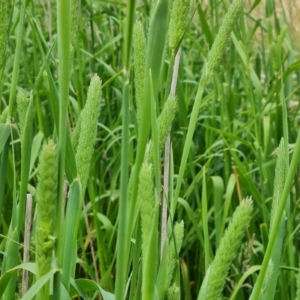 Phalaris aquatica at Symonston, ACT - 27 Nov 2022 10:29 AM