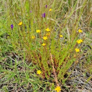 Hypericum gramineum at Symonston, ACT - 27 Nov 2022