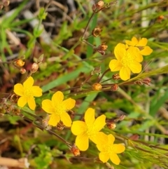 Hypericum gramineum at Symonston, ACT - 27 Nov 2022 10:27 AM