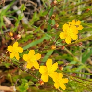 Hypericum gramineum at Symonston, ACT - 27 Nov 2022