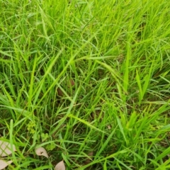 Microlaena stipoides (Weeping Grass) at Jerrabomberra, ACT - 27 Nov 2022 by Mike