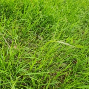 Microlaena stipoides at Jerrabomberra, ACT - 27 Nov 2022