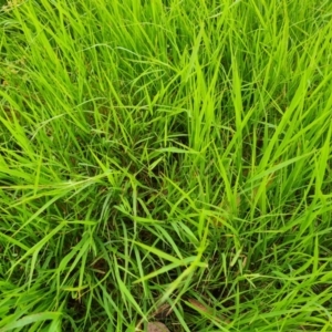 Microlaena stipoides at Jerrabomberra, ACT - 27 Nov 2022