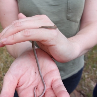 Aprasia parapulchella (Pink-tailed Worm-lizard) at Moorwatha, NSW - 27 Nov 2022 by RobCook