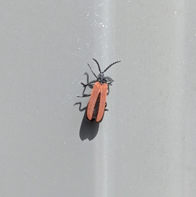 Porrostoma sp. (genus) (Lycid, Net-winged beetle) at Thurgoona, NSW - 25 Nov 2022 by ChrisAllen