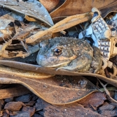 Limnodynastes dumerilii (Eastern Banjo Frog) at Thurgoona, NSW - 25 Nov 2022 by ChrisAllen
