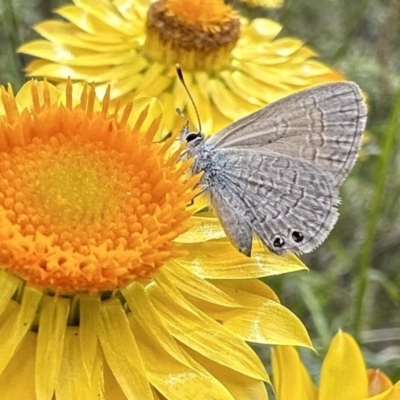 Nacaduba biocellata (Two-spotted Line-Blue) at Ainslie, ACT - 26 Nov 2022 by Pirom