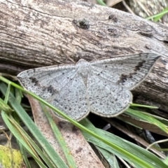 Taxeotis intextata (Looper Moth, Grey Taxeotis) at Campbell, ACT - 26 Nov 2022 by Pirom
