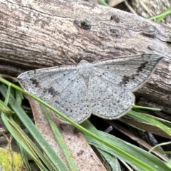 Taxeotis intextata (Looper Moth, Grey Taxeotis) at Mount Ainslie - 26 Nov 2022 by Pirom