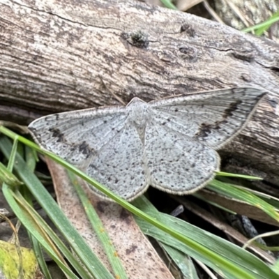 Taxeotis intextata (Looper Moth, Grey Taxeotis) at Campbell, ACT - 26 Nov 2022 by Pirom