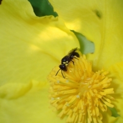 Hylaeus (Prosopisteron) turgicollaris at Springwood, NSW - 31 Oct 2022 by SapphFire