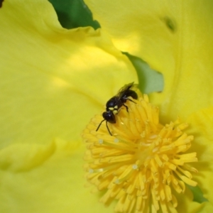 Hylaeus (Prosopisteron) turgicollaris at Springwood, NSW - 31 Oct 2022